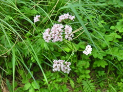 Valeriana officinalis