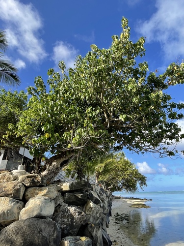 Hernandia nymphaeifolia observed 2022-08-14