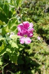 Linum hypericifolium
