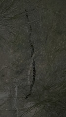 Lampropeltis californiae