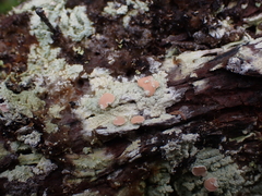 Icmadophila ericetorum