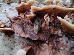 Stereum subtomentosum