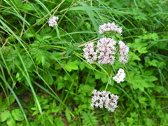 Valeriana officinalis