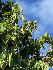 Hernandia nymphaeifolia