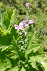 Linum hypericifolium