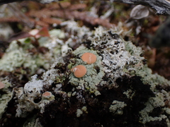 Icmadophila ericetorum
