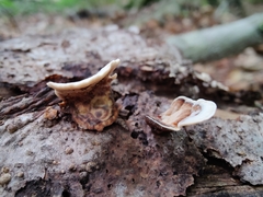 Stereum subtomentosum