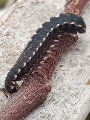 Asiomorpha coarctata