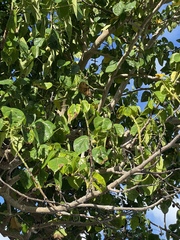 Hernandia nymphaeifolia