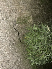 Lampropeltis californiae