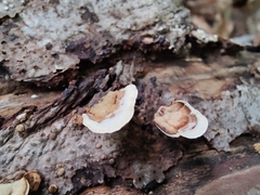 Stereum subtomentosum