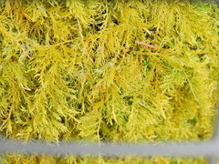 Thuidium tamariscinum