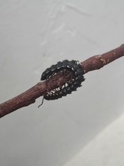 Asiomorpha coarctata