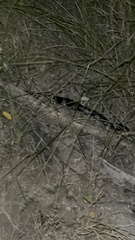 Lampropeltis californiae