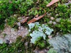 Myelochroa aurulenta