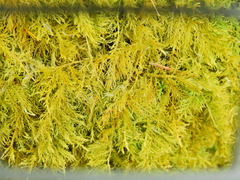 Thuidium tamariscinum