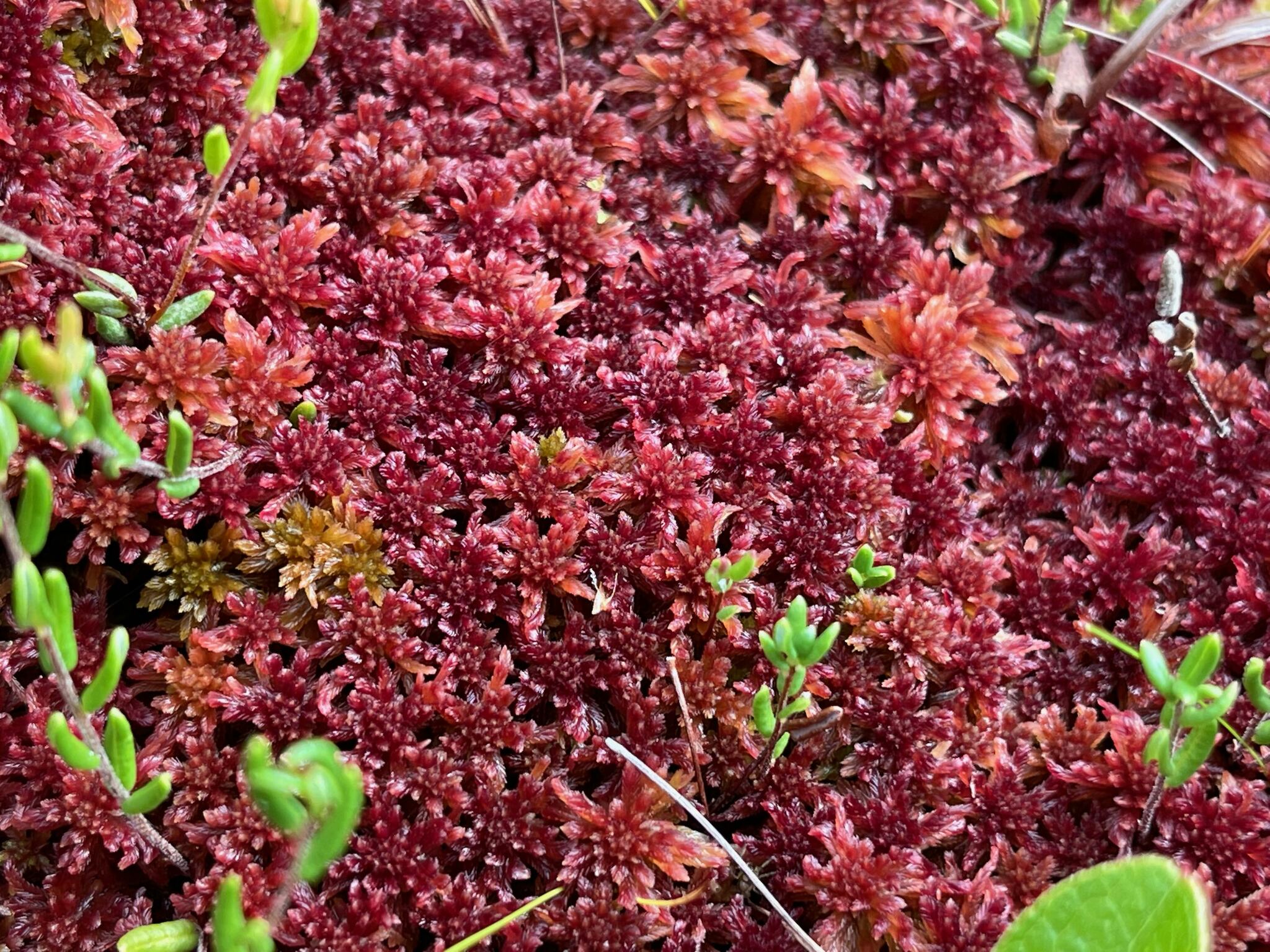 Sphagnum bartlettianum