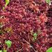 Sphagnum bartlettianum - Photo (c) Janet Wright, alguns direitos reservados (CC BY-NC), uploaded by Janet Wright