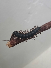 Asiomorpha coarctata