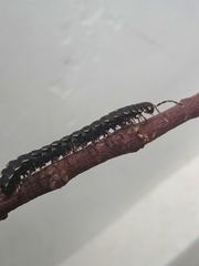 Asiomorpha coarctata