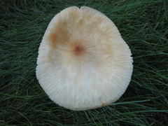 Oudemansiella
