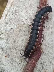 Asiomorpha coarctata