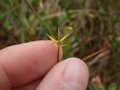 Carex pauciflora