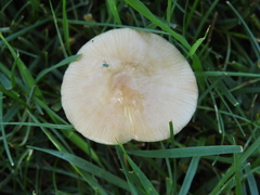 Oudemansiella