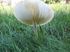 Oudemansiella