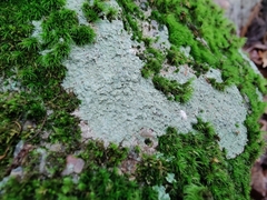 Lepraria finkii