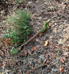 Lacerta viridis