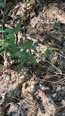 Desmodium paniculatum