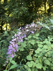 Buddleja