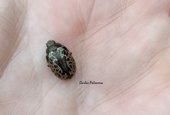 Calligrapha multipustulata