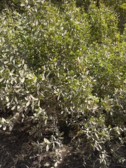 Leptospermum laevigatum