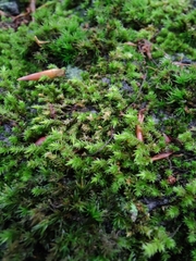 Hedwigia ciliata