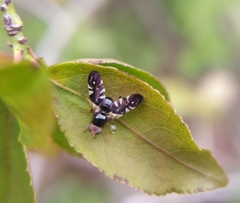 Aciura coryli