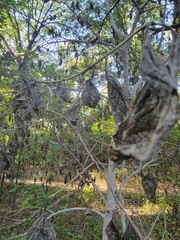 Euonymus atropurpureus