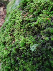 Hedwigia ciliata