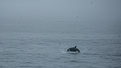 Orcinus orca