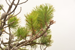 Pinus contorta contorta
