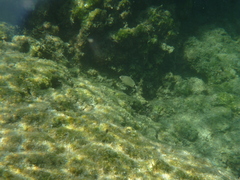 Diplodus sargus