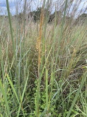 Sorghastrum