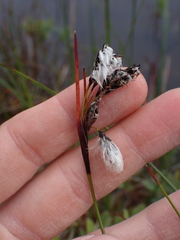 Eriophorum angustifolium