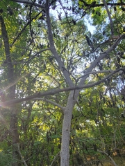 Euonymus atropurpureus