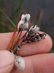 Eriophorum angustifolium