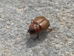 Cyclocephala