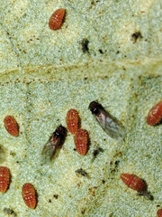 Phylloxera quercus