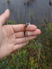 Eriophorum angustifolium