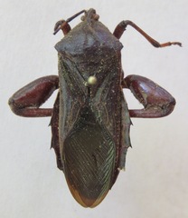 Pachylis nervosus